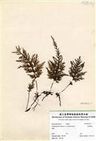 藏品(寬葉瓶蕨)的圖片